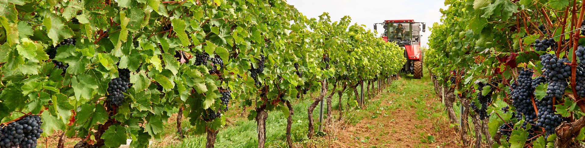 slider_weinberge4